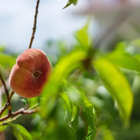 Gostinjska kuća Black Pearl