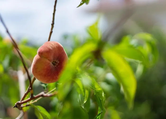 Gasthuis Black Pearl